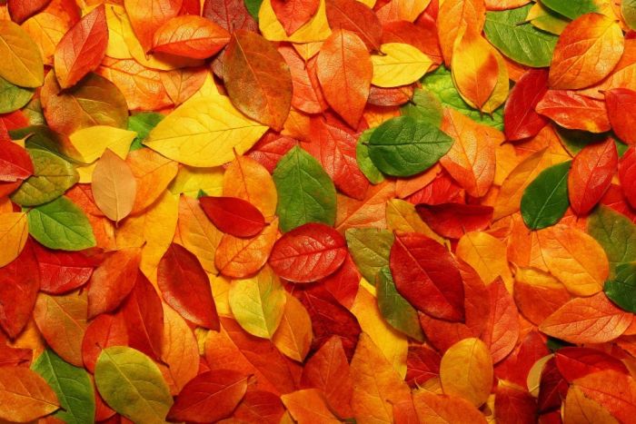 Римська штора DECOLIV Фотопечать Листья  Блэкаут 250*170