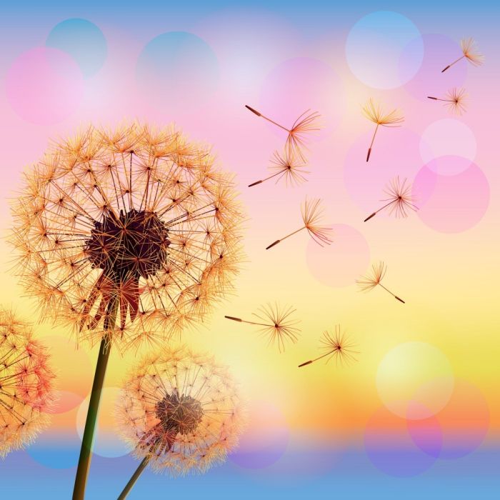 Римська штора DECOLIV Фотопечать Одуванчик  Блэкаут 160*170