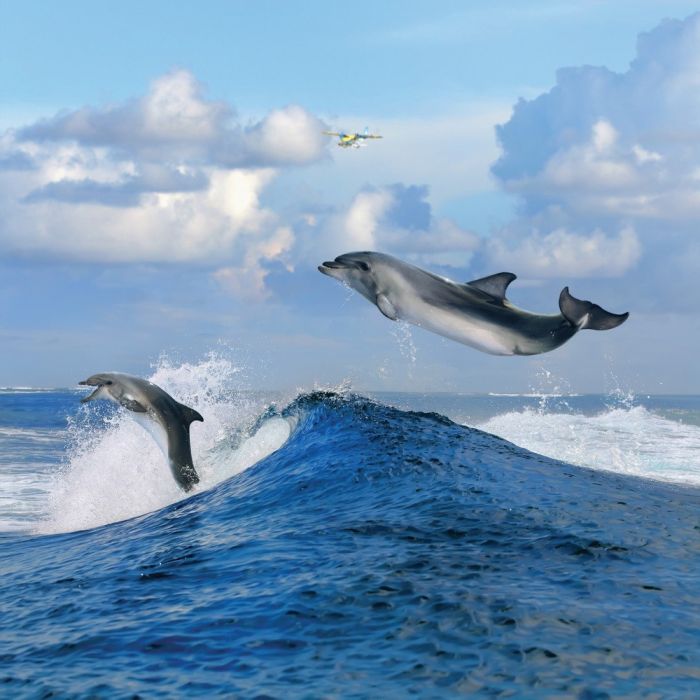 Римська штора з ланцюжковим карнизом Фотодрук Дельфіни Блекаут