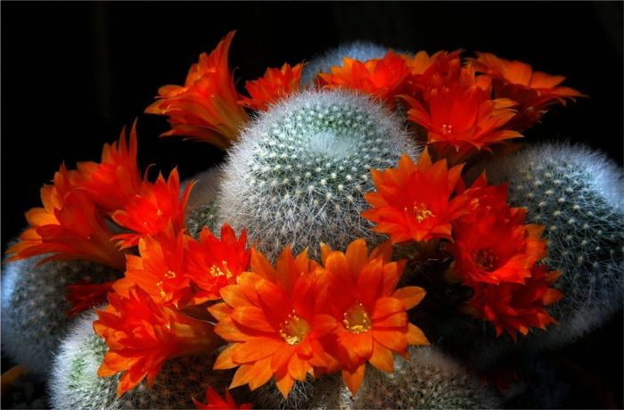 Римська штора DECOLIV Фотопечать Кактусы  Блэкаут 280*170