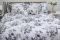 Комплект постільної білизни двоспальний наволочки 50*70см Ранфорс R-T9276